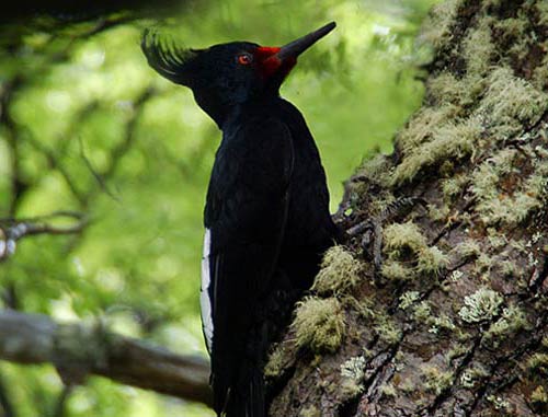 Magellanic Woodpecker