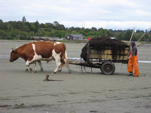 chiloe island scene