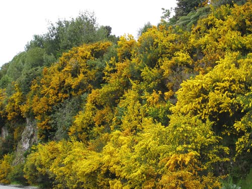 Yellow gorse along the road