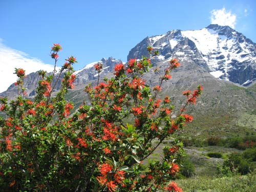 Torre del paine red bush and mountains
