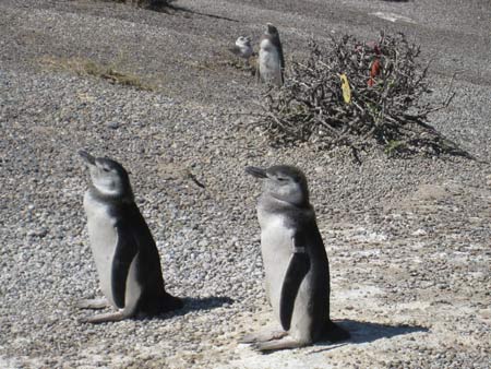 Penguins at Puerto Tomba