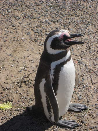 penguiins at Punta Tumbo