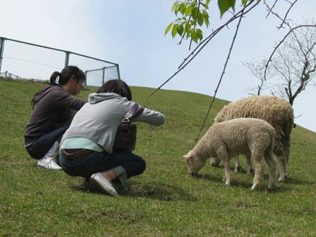 lambs in japanese zoo