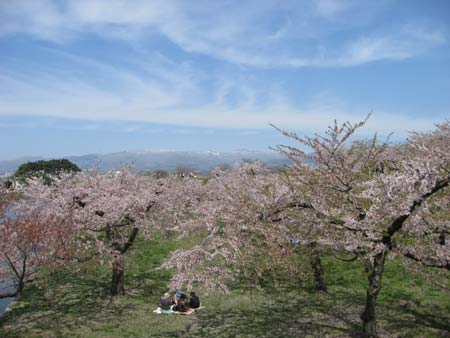 blossom time in hakodate