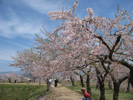blossom hakodate