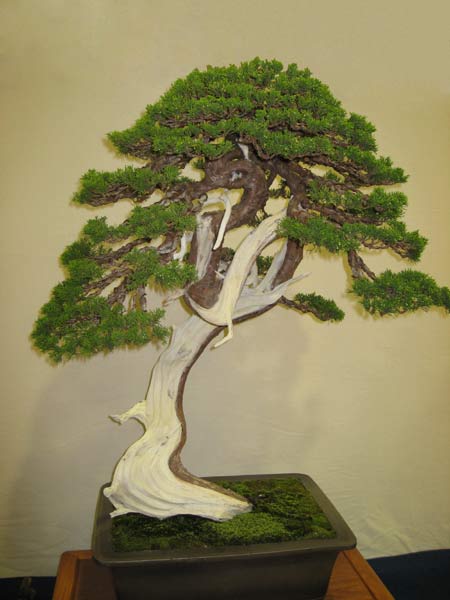 bonsai tree aomori