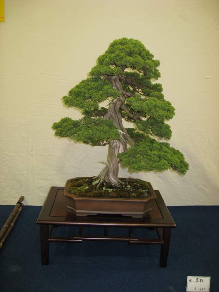 bonsai tree aomori