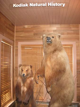 Kodiak bear in museum