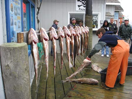 Homer halibut fishing