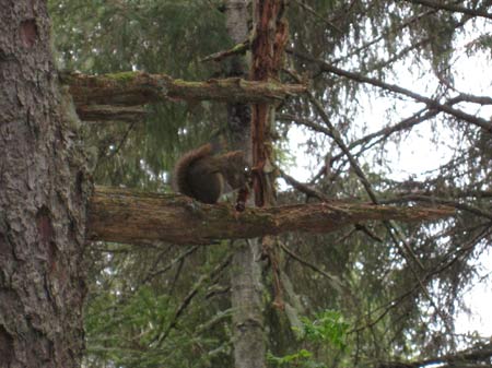 squirel sitka