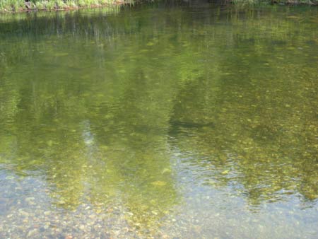 trout at griffin lake