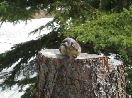 Squirrel at Emerald Lake BC