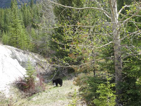 Black bear on Icefield  Parkway, Alberta
