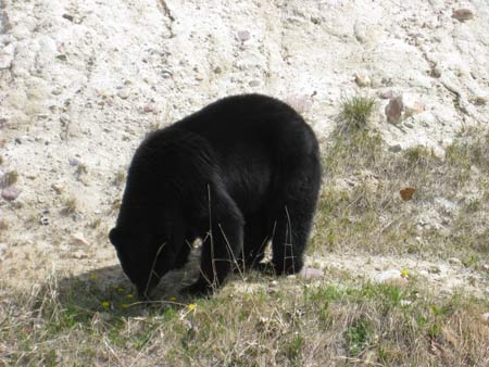 Black bear on Icefield  Parkway, Alberta