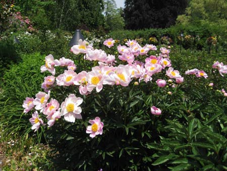flowers butchard gardens
