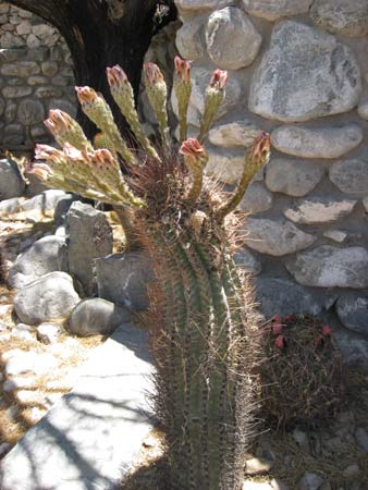 Pachamama Museum quilmes