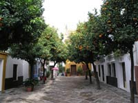 Sevilla Oranges