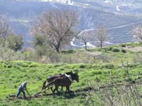 Donkeys and plough, Cana